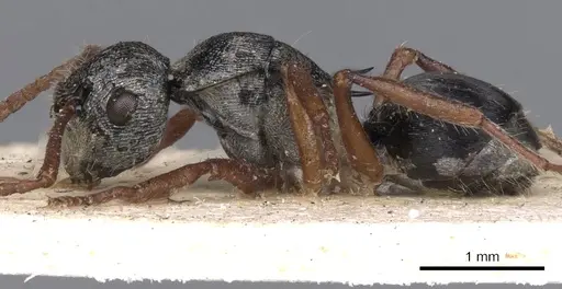 Polyrhachis marginata specimen CASENT0901802 image casent0901802_4