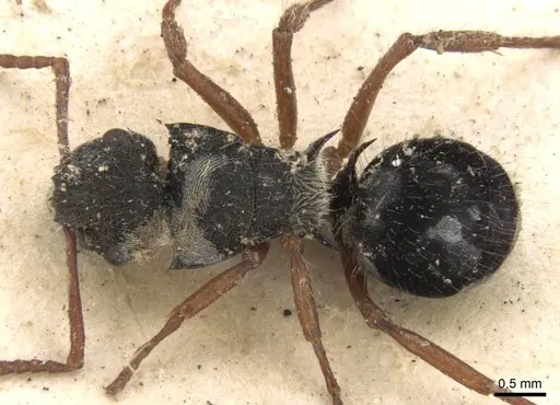 Polyrhachis marginata specimen CASENT0906742 image casent0906742_1