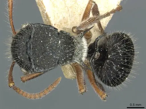 Polyrhachis marginata specimen CASENT0912097 image casent0912097_1