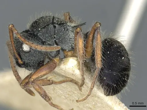 Polyrhachis marginata specimen CASENT0912097 image casent0912097_3