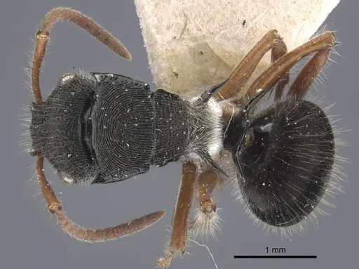 Polyrhachis marginata specimen CASENT0917185 image casent0917185_1