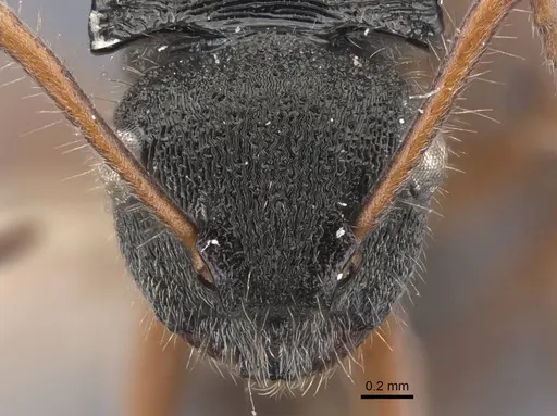 Polyrhachis marginata specimen CASENT0917185 image casent0917185_2