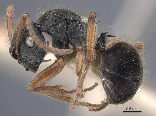 Polyrhachis marginata specimen CASENT0917185 image casent0917185_4