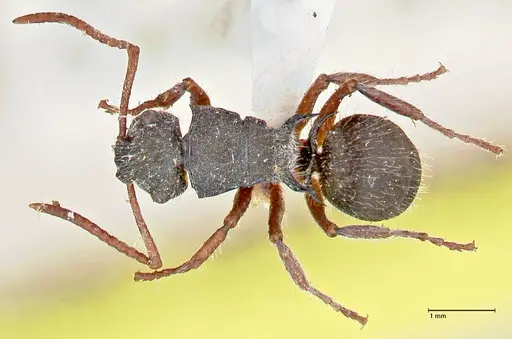 Polyrhachis marginata specimen FOCOL2607 image focol2607_1