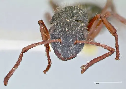 Polyrhachis marginata specimen FOCOL2607 image focol2607_2