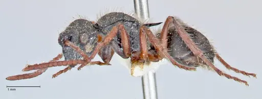 Polyrhachis marginata specimen FOCOL2607 image focol2607_3