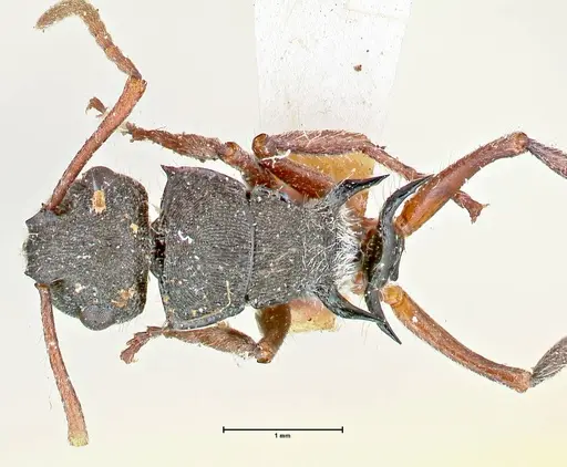 Polyrhachis marginata specimen FOCOL2608 image focol2608_1