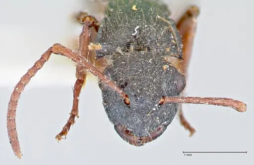 Polyrhachis marginata specimen FOCOL2608 image focol2608_2