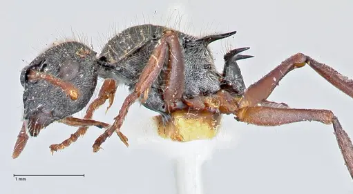 Polyrhachis marginata specimen FOCOL2608 image focol2608_3