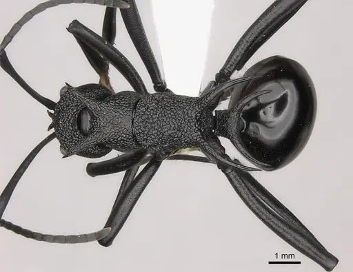 Polyrhachis maryatiae specimen CASENT0217434 image casent0217434_1