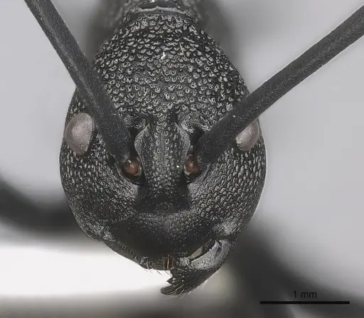 Polyrhachis maryatiae specimen CASENT0217434 image casent0217434_2