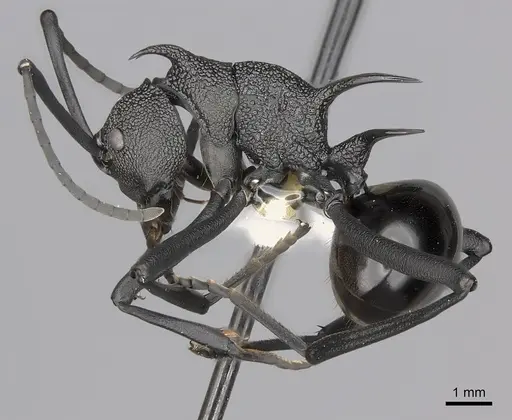 Polyrhachis maryatiae specimen CASENT0217434 image casent0217434_3