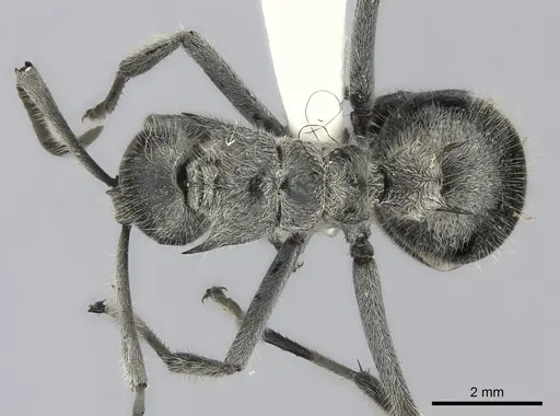 Polyrhachis medusa specimen CASENT0217782 image casent0217782_1