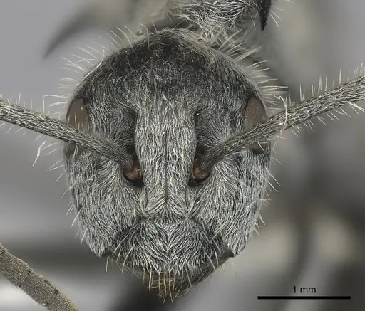 Polyrhachis medusa specimen CASENT0217782 image casent0217782_2