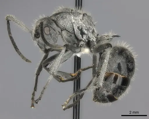 Polyrhachis medusa specimen CASENT0217782 image casent0217782_3