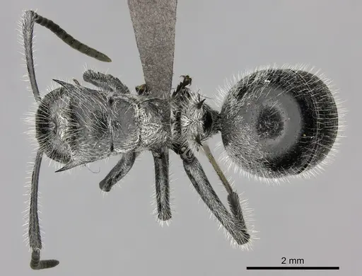 Polyrhachis medusa specimen CASENT0235674 image casent0235674_1