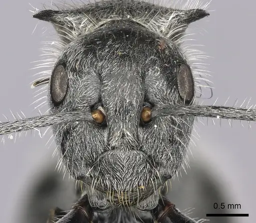 Polyrhachis medusa specimen CASENT0235674 image casent0235674_2
