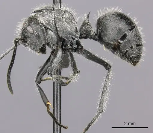 Polyrhachis medusa specimen CASENT0235674 image casent0235674_3