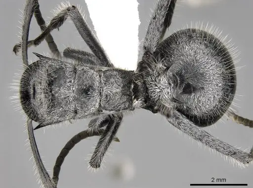 Polyrhachis medusa specimen CASENT0281450 image casent0281450_1