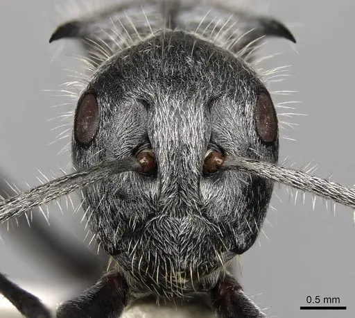 Polyrhachis medusa specimen CASENT0281450 image casent0281450_2