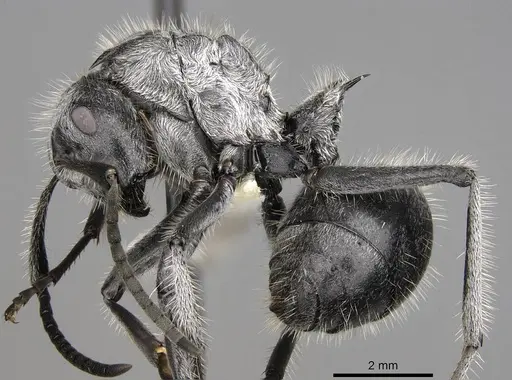 Polyrhachis medusa specimen CASENT0281450 image casent0281450_3