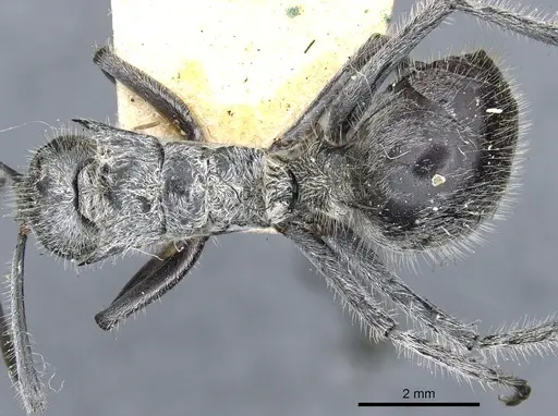 Polyrhachis medusa specimen CASENT0903453 image casent0903453_1