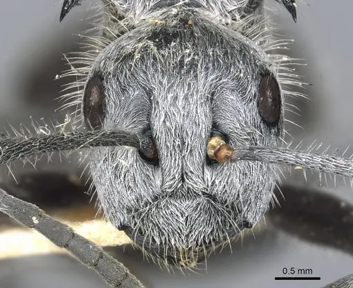 Polyrhachis medusa specimen CASENT0903453 image casent0903453_2