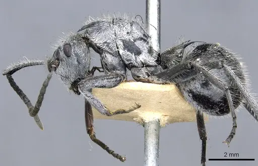 Polyrhachis medusa specimen CASENT0903453 image casent0903453_3