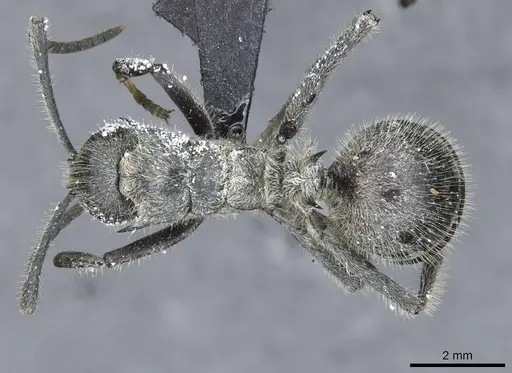 Polyrhachis medusa specimen CASENT0910905 image casent0910905_1