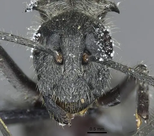 Polyrhachis medusa specimen CASENT0910905 image casent0910905_2