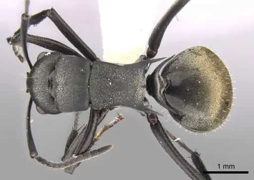 Polyrhachis melanura specimen CASENT0281367 image casent0281367_1