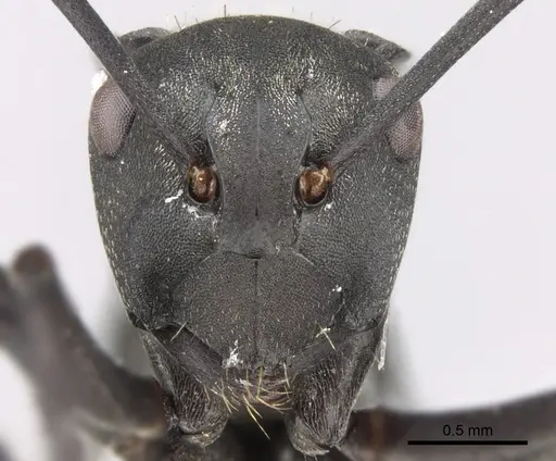 Polyrhachis melanura specimen CASENT0281367 image casent0281367_2
