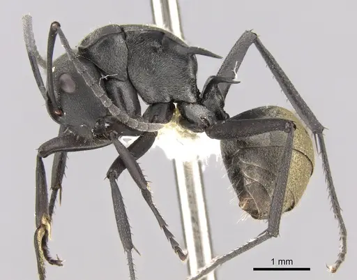 Polyrhachis melanura specimen CASENT0281367 image casent0281367_3