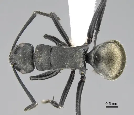 Polyrhachis melanura specimen CASENT0740821 image casent0740821_1