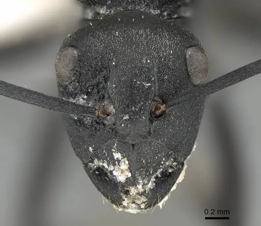 Polyrhachis melanura specimen CASENT0740821 image casent0740821_2