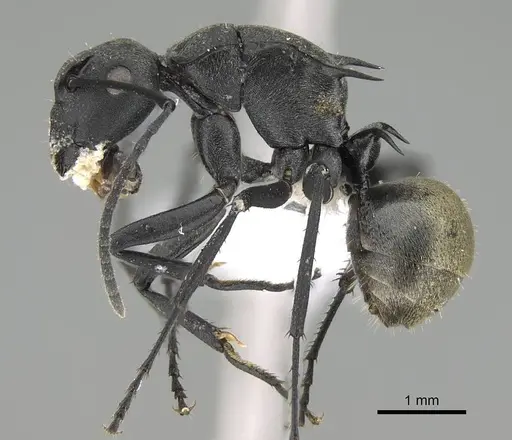Polyrhachis melanura specimen CASENT0740821 image casent0740821_3