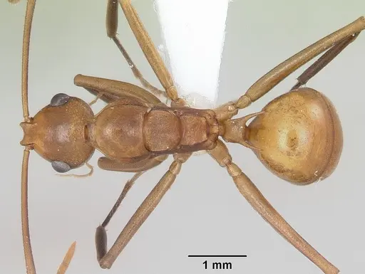 Polyrhachis mellita specimen CASENT0103179 image casent0103179_1