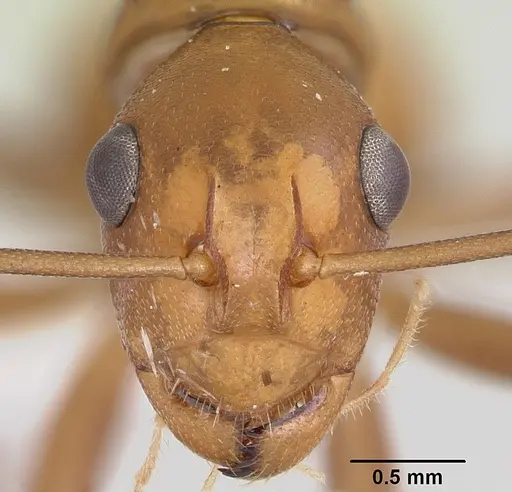 Polyrhachis mellita specimen CASENT0103179 image casent0103179_2
