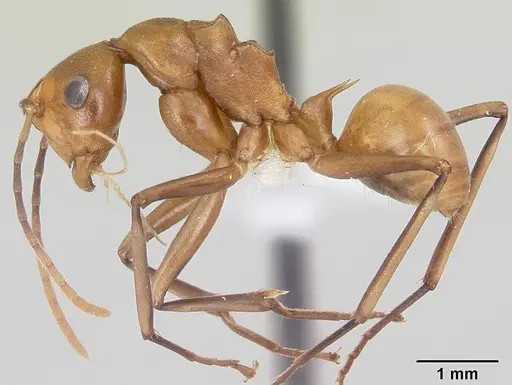 Polyrhachis mellita specimen CASENT0103179 image casent0103179_3