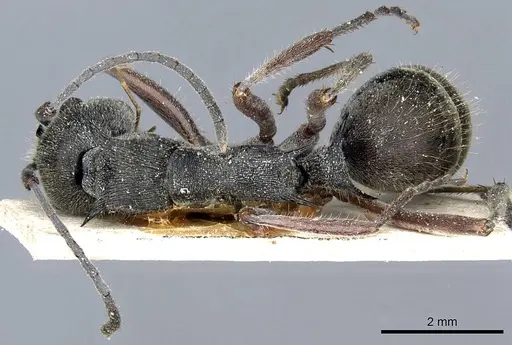 Polyrhachis melpomene specimen CASENT0905599 image casent0905599_1