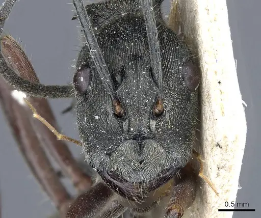 Polyrhachis melpomene specimen CASENT0905599 image casent0905599_2