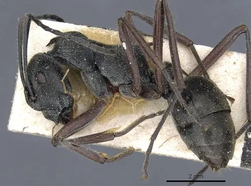 Polyrhachis melpomene specimen CASENT0905599 image casent0905599_3