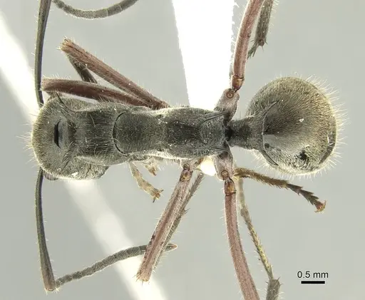 Polyrhachis melpomene specimen CASENT0906736 image casent0906736_1