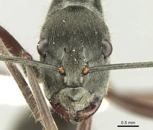 Polyrhachis melpomene specimen CASENT0906736 image casent0906736_2