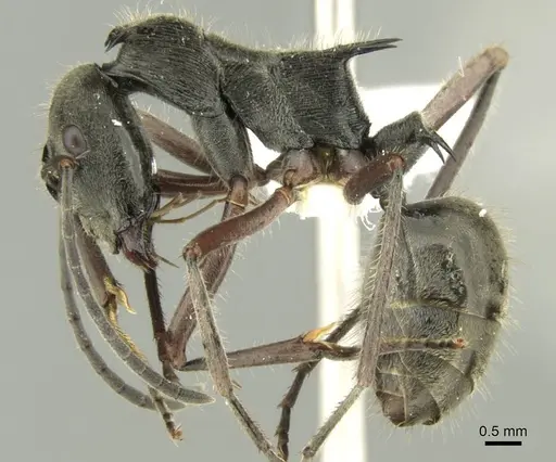 Polyrhachis melpomene specimen CASENT0906736 image casent0906736_3