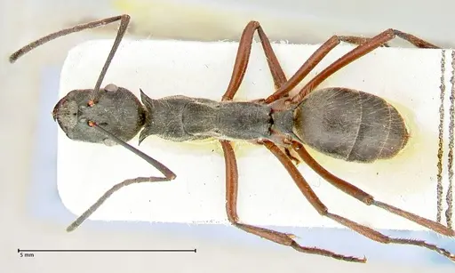 Polyrhachis melpomene specimen FOCOL2594 image focol2594_1