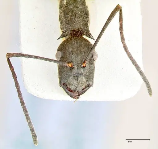Polyrhachis melpomene specimen FOCOL2594 image focol2594_2
