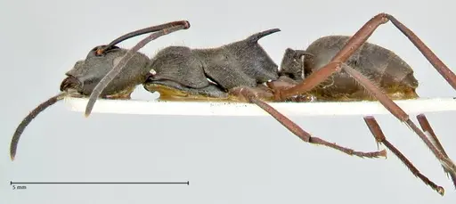 Polyrhachis melpomene specimen FOCOL2594 image focol2594_3
