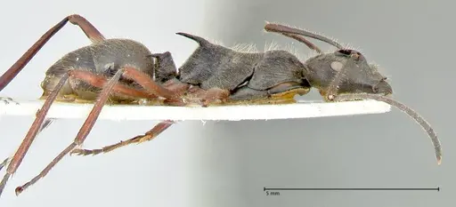 Polyrhachis melpomene specimen FOCOL2594 image focol2594_4