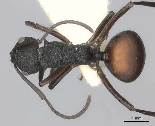 Polyrhachis menelas specimen CASENT0217804 image casent0217804_1